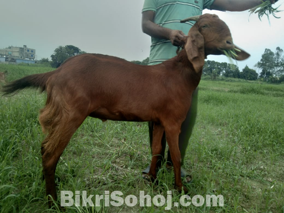 বাড়িতে পালিত কুরবানির জন্য বিভিন্ন সাইজের ছাগল বিক্রি